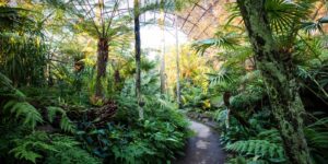 Forest Bathing with ‘Nothing Like Nature’