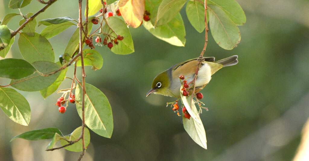 Twilight Bird Spotting Tours