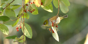 Twilight Bird Spotting Tours